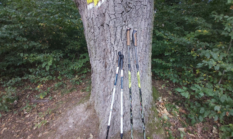 STANE SA NORDIC WALKING ŠPORTOM BUDÚCNOSTI?